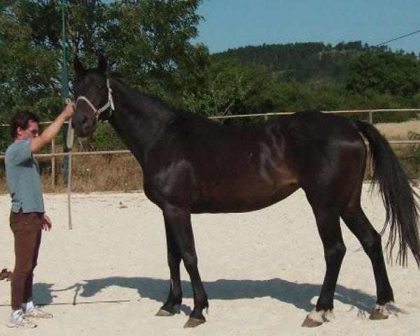 broodmare Mysterieuse Enfant (Selle Français, 2000, from Galoubet A)