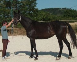 Zuchtstute Mysterieuse Enfant (Selle Français, 2000, von Galoubet A)