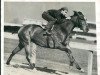 broodmare The Runner xx (Thoroughbred, 1955, from Olympia xx)