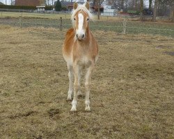 dressage horse Hengst von Arktos / Auretanius (Haflinger, 2016, from Arktos)