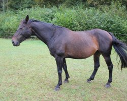 broodmare Rya des Nepliers (Selle Français, 2005, from Voltaire)