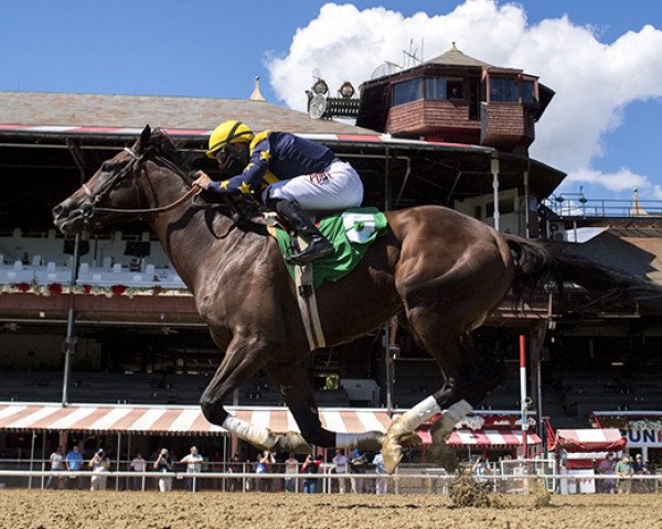 horse Olympiad xx (Thoroughbred, 2018, from Speightstown xx)