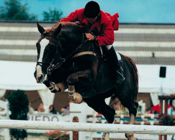 stallion Veneur du Marais (Selle Français, 1987, from Grand Veneur)