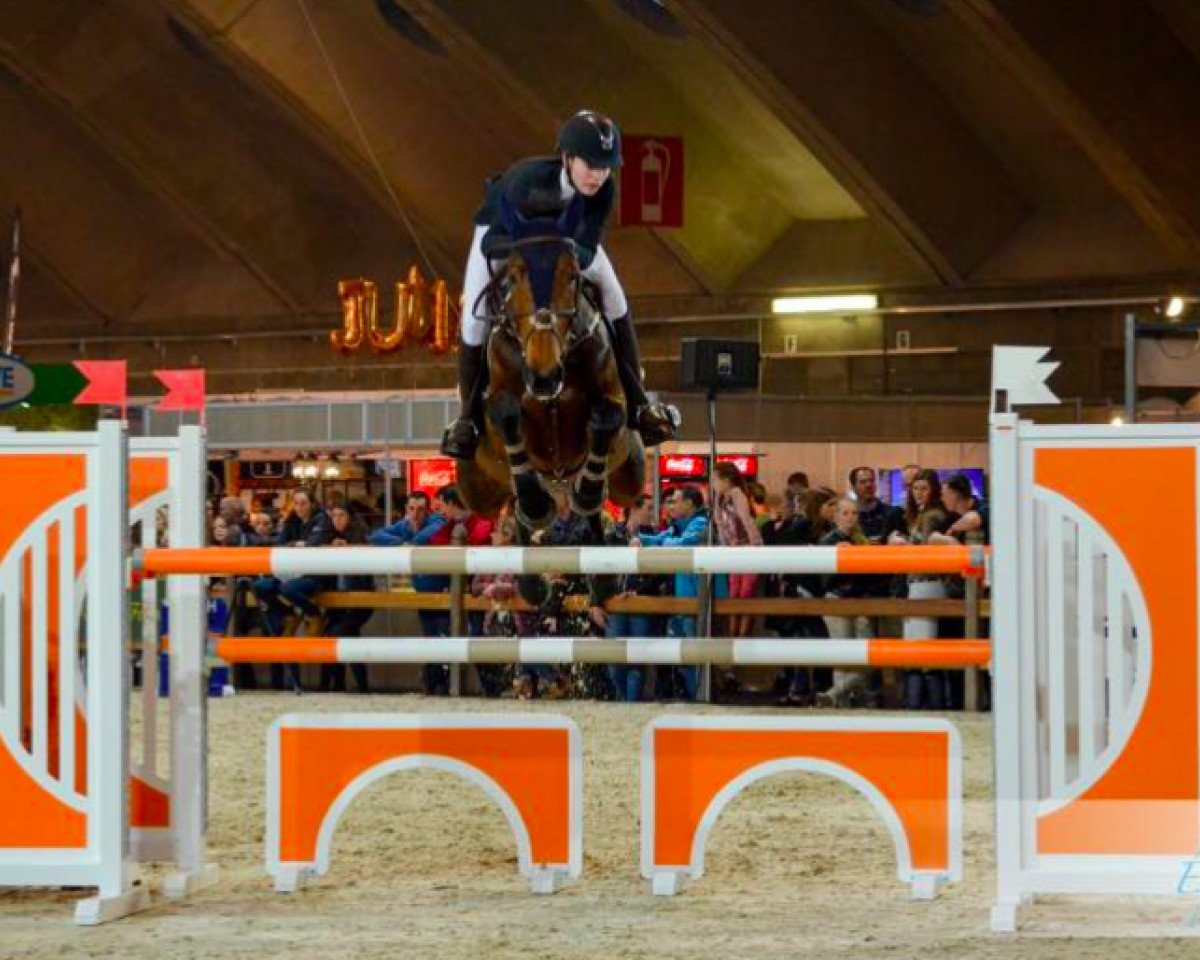 broodmare Jirka van de Kerkenbulck (Belgian Warmblood, 2009, from Cicero Z van Paemel)
