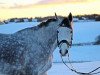 jumper Blizzard Girl (Holsteiner, 2009, from Clarimo Ask)