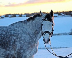 jumper Blizzard Girl (Holsteiner, 2009, from Clarimo Ask)