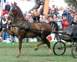 broodmare Kimanta (KWPN (Royal Dutch Sporthorse), 1992, from Ganges)