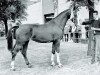 broodmare Whony (Royal Warmblood Studbook of the Netherlands (KWPN), 1980, from Indiaan)