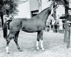 broodmare Whony (KWPN (Royal Dutch Sporthorse), 1980, from Indiaan)