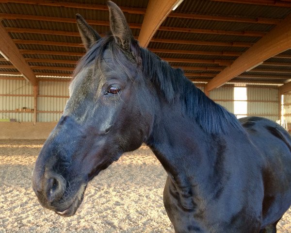 dressage horse Isetta (Trakehner, 2007, from Connery)