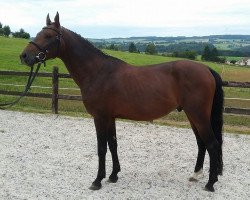 stallion Nantano L (German Riding Pony, 2011, from Nashville WH)