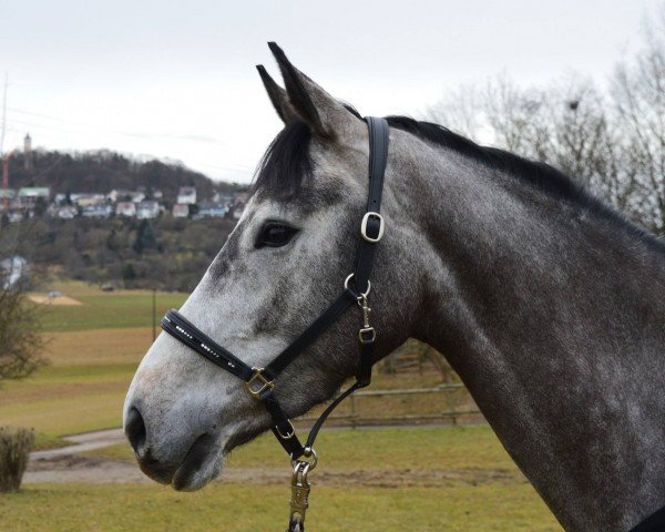 jumper Confetti (Zangersheide riding horse, 2013, from Clintissimo 197 FIN)