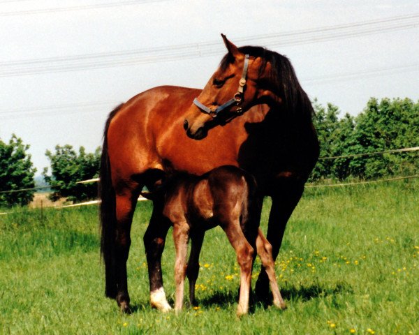 broodmare Filice (Trakehner, 1987, from Maquisard xx)