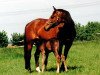 broodmare Filice (Trakehner, 1987, from Maquisard xx)