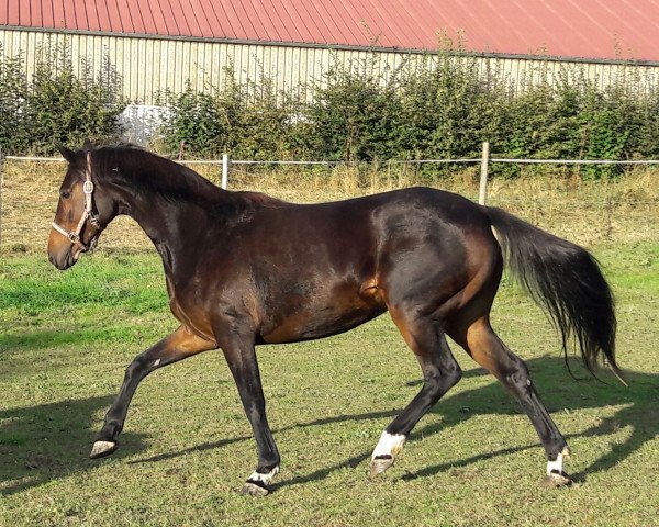 broodmare Dolly (Hanoverian, 2008, from Dancier)