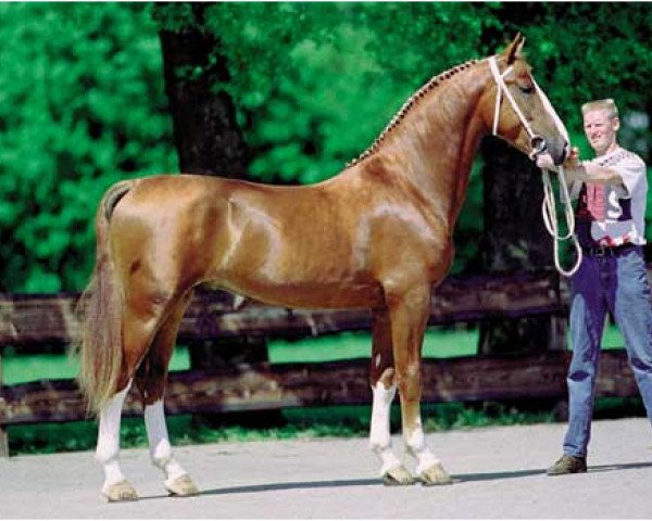 Pferd Nickson (Koninklijk Warmbloed Paardenstamboek Nederland (KWPN), 1995, von Fortissimo)
