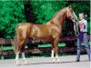 horse Nickson (KWPN (Royal Dutch Sporthorse), 1995, from Fortissimo)