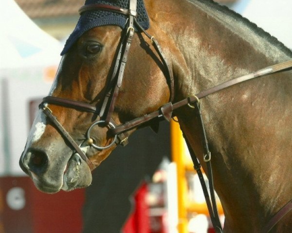 Pferd Regard de Riverland (Selle Français, 2005, von Le Tot de Semilly)