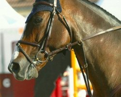 horse Regard de Riverland (Selle Français, 2005, from Le Tot de Semilly)