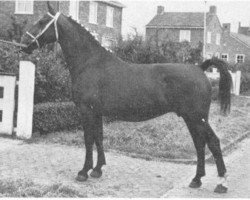 broodmare Nini III (Gelderland, 1949, from Helmar)