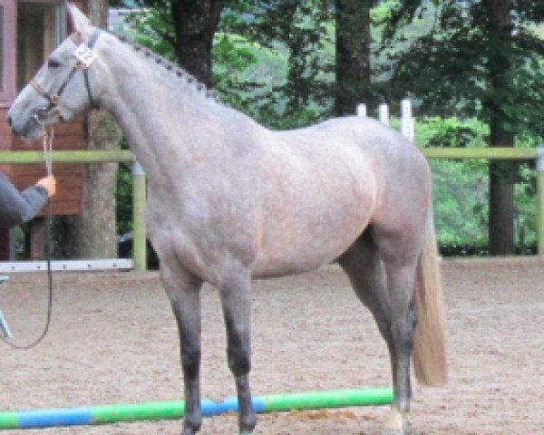 jumper Vahine de Fetan (Selle Français, 2009, from Cassini II)