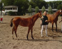 horse Whitney (Rhinelander, 2004, from Weltrubin)