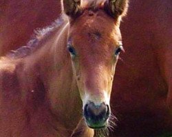 dressage horse Fridolin (Rhinelander, 2006, from Flovino)