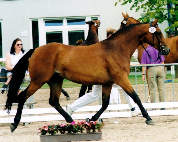 Zuchtstute Lorena (Rheinländer, 1994, von Lancer II)