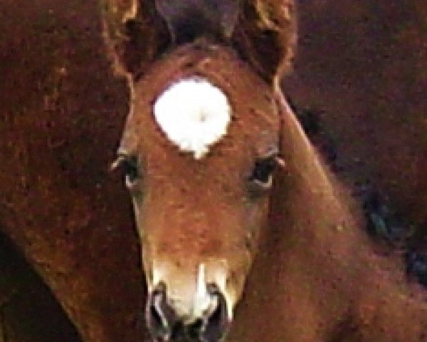 dressage horse Fioretto (Rhinelander, 2007, from Flovino)