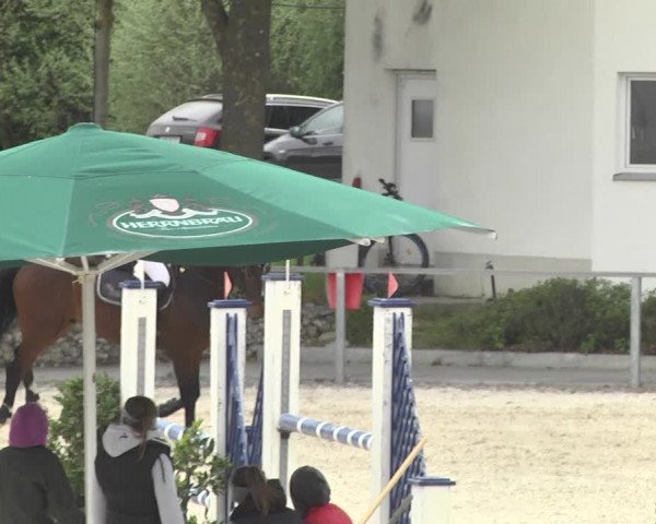 Reitturnier Ingolstadt-Hagau 2019