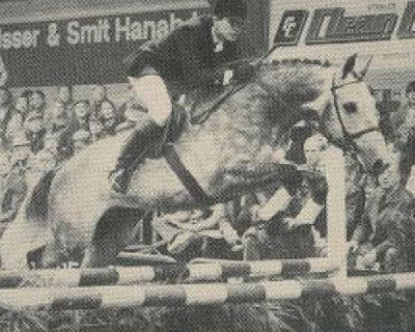 stallion Zeno (KWPN (Royal Dutch Sporthorse), 1981, from Oldenburg)