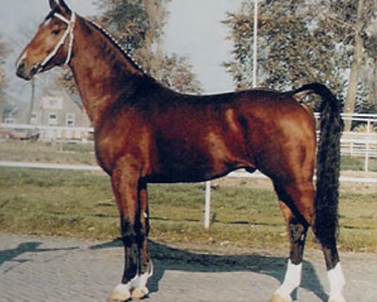 stallion Wilhelmus (KWPN (Royal Dutch Sporthorse), 1980, from Renovo)