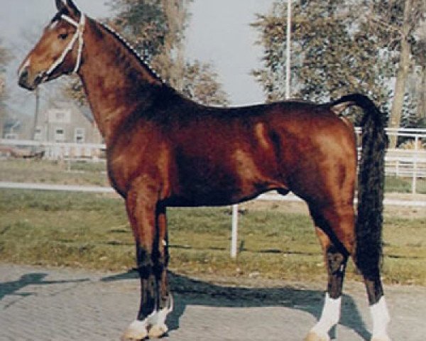 stallion Wilhelmus (Royal Warmblood Studbook of the Netherlands (KWPN), 1980, from Renovo)