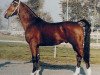 stallion Wilhelmus (KWPN (Royal Dutch Sporthorse), 1980, from Renovo)