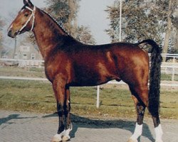 stallion Wilhelmus (KWPN (Royal Dutch Sporthorse), 1980, from Renovo)