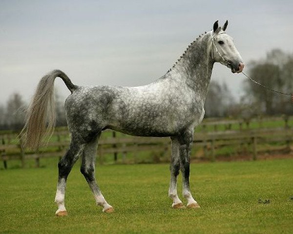 stallion Victory (KWPN (Royal Dutch Sporthorse), 2002, from Manno)