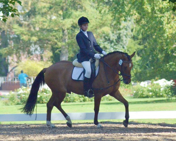 dressage horse Der kleine Gentleman (German Riding Pony, 2011, from FS Don't Worry)