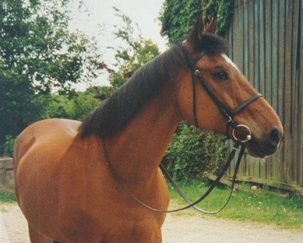 Zuchtstute Rivera (Westfale, 1982, von Rex Fritz)