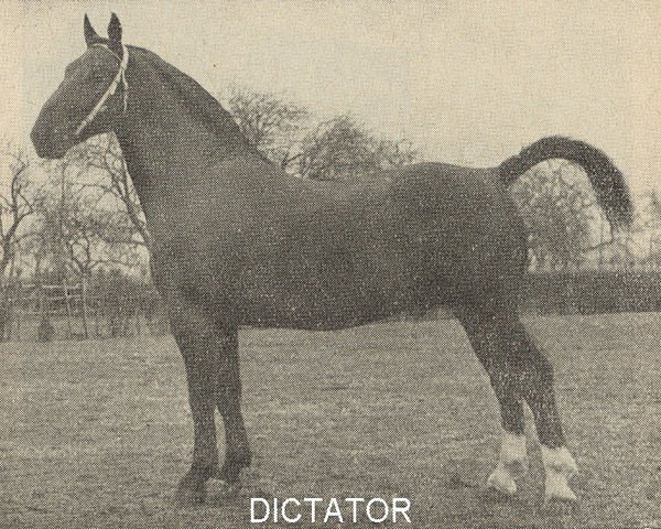 stallion Dictator (Gelderland, 1939, from Waldherr)