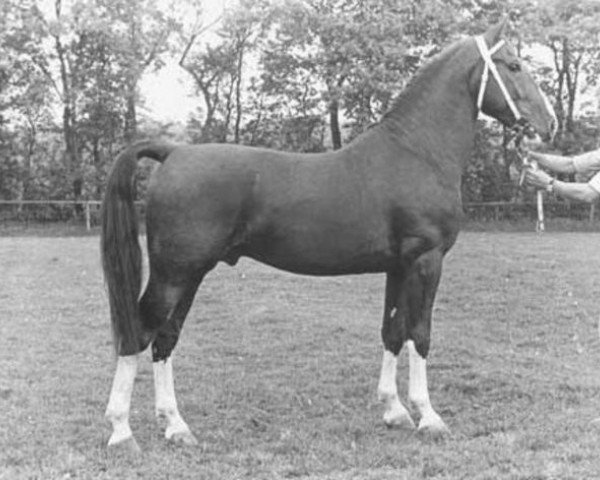 stallion Triomfator (Gelderland, 1977, from Marconi)