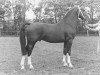 stallion Triomfator (Gelderland, 1977, from Marconi)