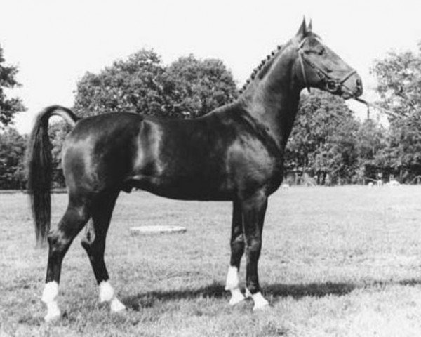 stallion Unicum (KWPN (Royal Dutch Sporthorse), 1978, from Koetsier)