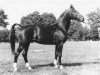 stallion Unicum (KWPN (Royal Dutch Sporthorse), 1978, from Koetsier)