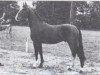 stallion Bravour (KWPN (Royal Dutch Sporthorse), 1983, from Unicum)