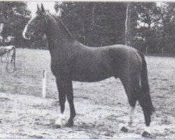 stallion Bravour (KWPN (Royal Dutch Sporthorse), 1983, from Unicum)