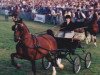 broodmare Hicolette (KWPN (Royal Dutch Sporthorse), 1989, from Bravour)