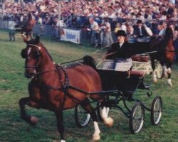 broodmare Hicolette (KWPN (Royal Dutch Sporthorse), 1989, from Bravour)