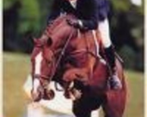 stallion Horowitz di San Patrignano (Sella Italiano, 1991, from Quidam de Revel)