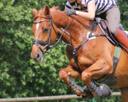 jumper Zindorado (KWPN (Royal Dutch Sporthorse), 2004, from Indorado)