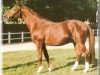 stallion Tidjani ox (Arabian thoroughbred, 1979, from Flipper 1968 ox)